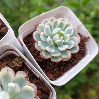 Sale++ Sen Đá Minama Var  - Sen Đá Đột Biến.