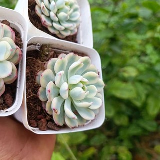 Sale++ Sen Đá Minama Var  - Sen Đá Đột Biến.