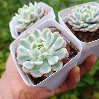 Sale++ sen đá minama var - sen đá đột biến.