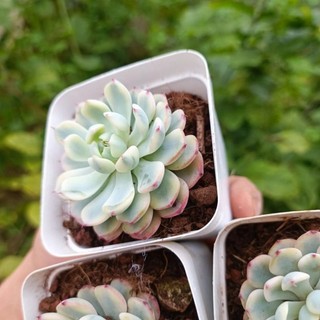 Sale++ Sen Đá Minama Var  - Sen Đá Đột Biến.