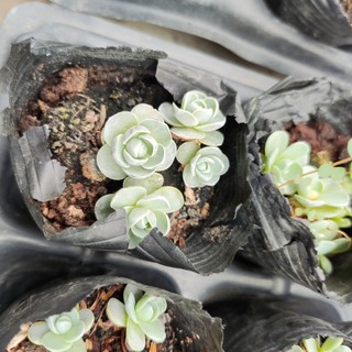 Sen đá dù hoa hồng, sen đá dù tròn, cây nhỏ mini trong bầu đất, lỗi 1 đổi 1