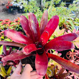 Cây dứa màu nam mỹ