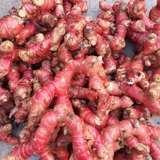 củ giềng đỏ tươi 1kg