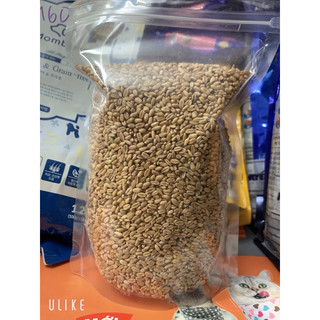 Hạt giống lúa mì gói 1kg