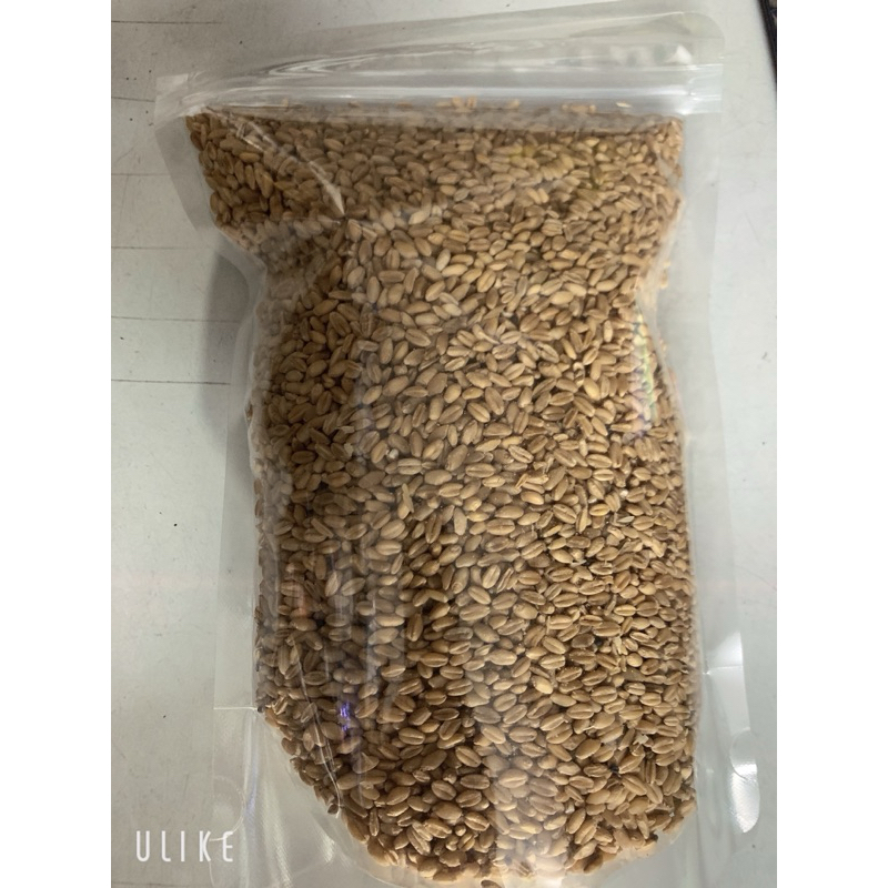 Hạt giống lúa mì gói 1kg