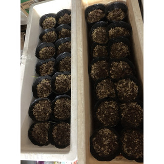 Hạt giống lúa mì gói 1kg