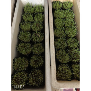 Hạt giống lúa mì gói 1kg