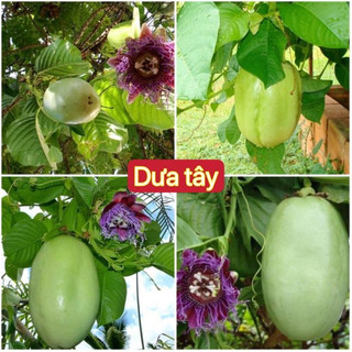 Hạt giống dưa tây,dưa quả-gói 20 hạt