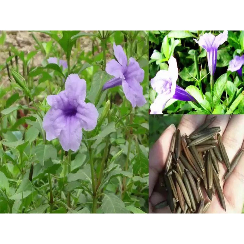 10 cây sâm nổ, sâm đất giống bao sống