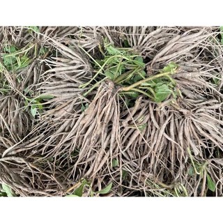10 cây sâm nổ, sâm đất giống bao sống