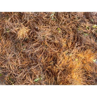 10 cây sâm nổ, sâm đất giống bao sống