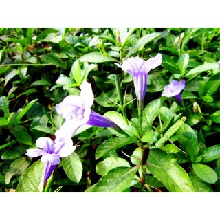 10 cây sâm nổ, sâm đất giống bao sống