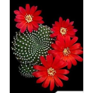 Xương rồng Rebutia hoa đỏ bẻ con size chồi 2-3cm. hàng Thái.