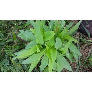 1kg Thân lá bồ công anh tươi rất tốt cho bà bầu