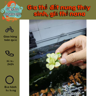 Gía thể đất nung thủy sinh, giá thể nana, bucep gốm
