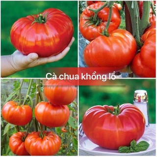 Hạt giống cà chua đỏ khổng lồ-gói 20 hạt