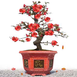 Khuôn đúc chậu cảnh lục giác 38 Phúc Lộc Thọ và hoa sen (khuôn chậu ABS siêu bền có lòng trong)