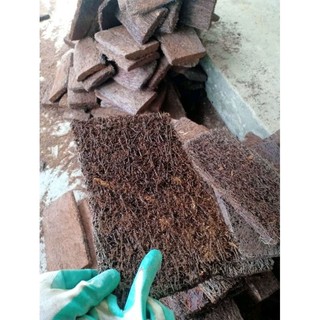 Dớn bảng ghép lan size 50