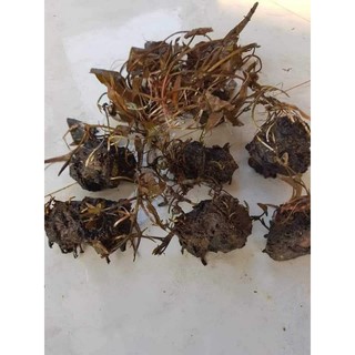 30 củ bông hoa súng ăn ngó