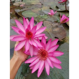 30 củ bông hoa súng ăn ngó