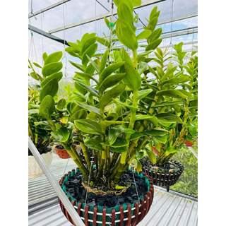 Than củi trồng lan đã qua xử lý - bịch 0.5kg