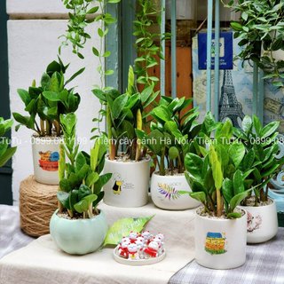 Kim tiền size S trang trí bàn học, bàn làm việc, nhiều dáng chậu