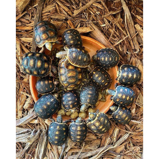 Thức Ăn cho rùa cạn và iguana bò sát (mazuri 5m21)
