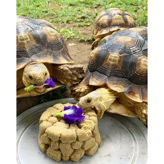 Thức Ăn cho rùa cạn và iguana bò sát (mazuri 5m21)