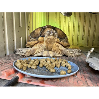 Thức Ăn cho rùa cạn và iguana bò sát (mazuri 5m21)