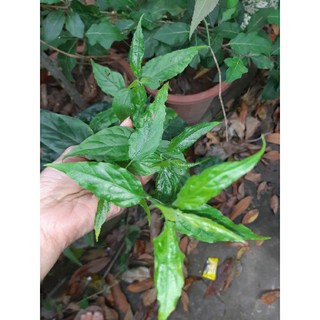 Cây giống bìm bịpchuẩn ảnh