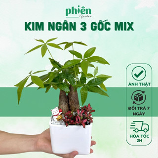  Cây Kim Ngân Mix Fittonia Kim Ngân 3 gốc mix cẩm nhung kèm tiểu cảnh để bàn kèm Chậu gốm tráng men 