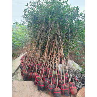 Cây Mộc Hương Ta Hoa Vàng cao 1m8-2m, thoát thân 70cm-1m, sẵn hoa sẵn nụ