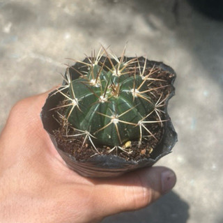 Xương rồng fero
