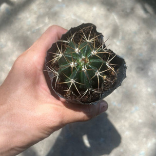 Xương rồng fero