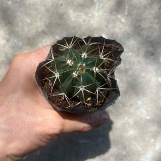 Xương rồng fero