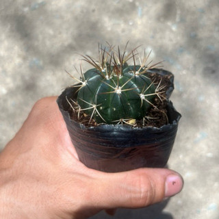 Xương rồng fero