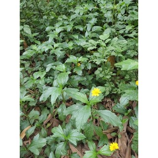 cây sài đất tươi, cây khô