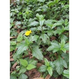 cây sài đất tươi, cây khô