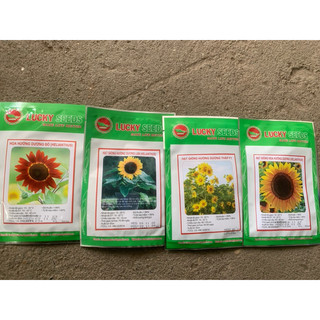 Hạt hoa hướng dương lùn,cánh kép, đỏ, hướng dương tháp