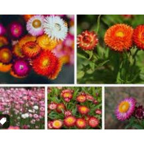 100 Hạt giống hoa các loại (cân lẻ)