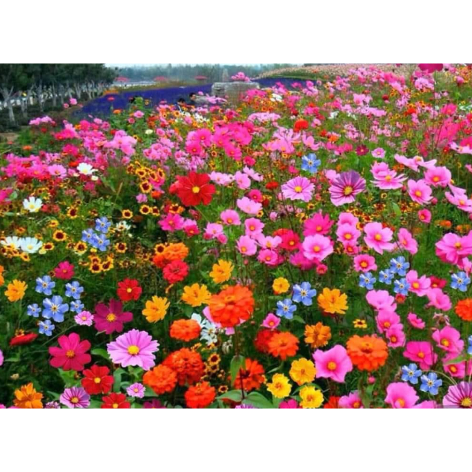 100 Hạt giống hoa các loại (cân lẻ)