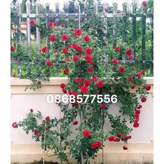 Hoa hồng leo hải phòng 1 chậu sẵn hoa sẵn nụ