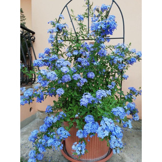 Cây hoa thanh xà leo rủ trồng chậu treo dài 25cm, cây nở hoa cảnh nở quanh năm, cực đẹp mắt, trồng treo tường, ban công
