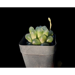 Haworthia coop
