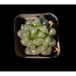 Haworthia coop