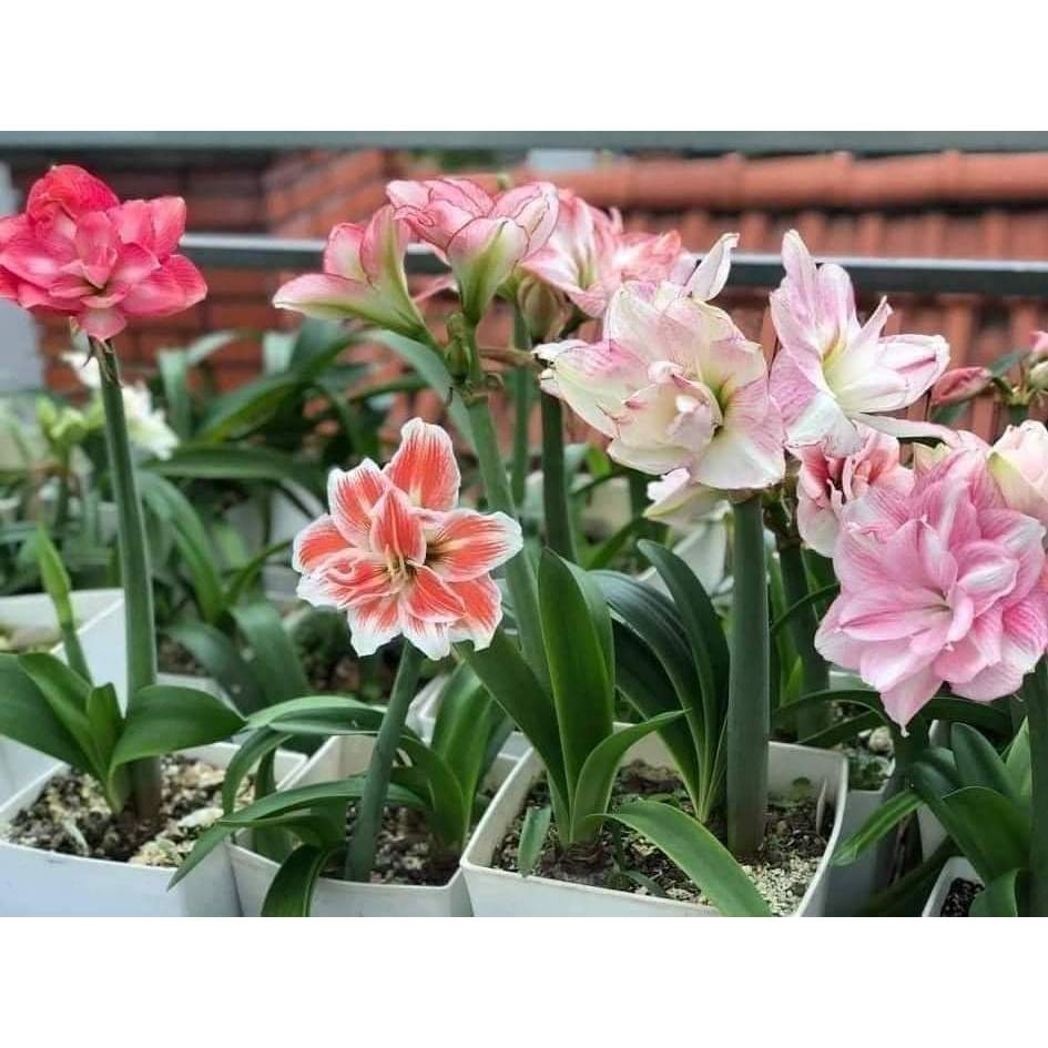 Củ lan huệ cánh kép