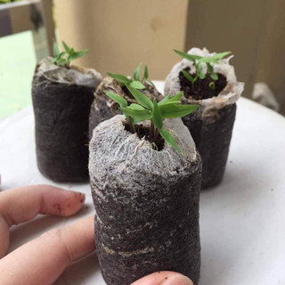 Combo 10 viên nén sơ dừa