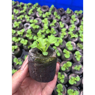 Combo 10 viên nén sơ dừa