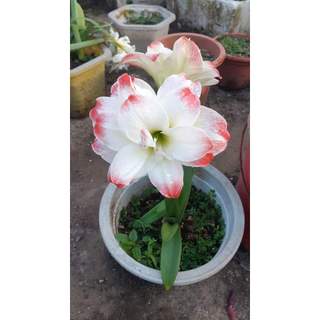 Củ lan huệ cánh kép