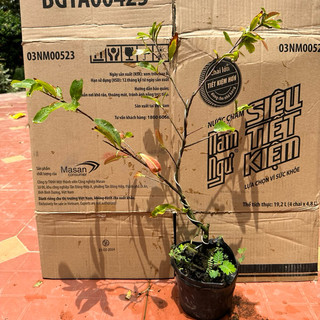 Cây mai cúc cam - bonsai gốc đẹp, màu cam nổi bật